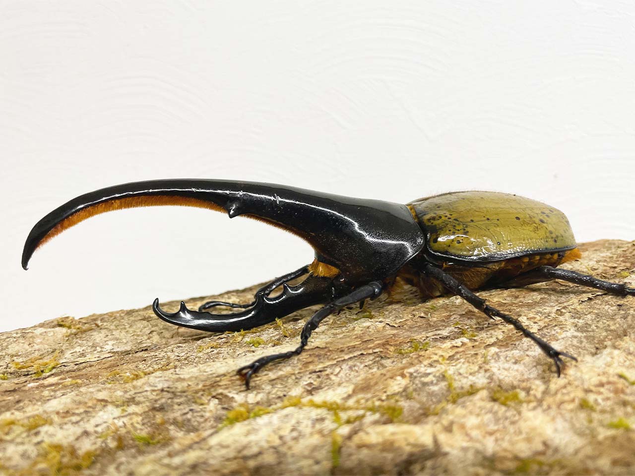 ヘラクレスオオカブト_ヘラクレス ヘラクレス – HAWAIIAN BEETLE
