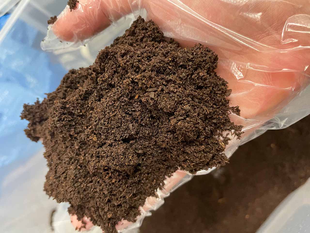 【実体験】ヘラクレスオオカブトの幼虫飼育におすすめなマット