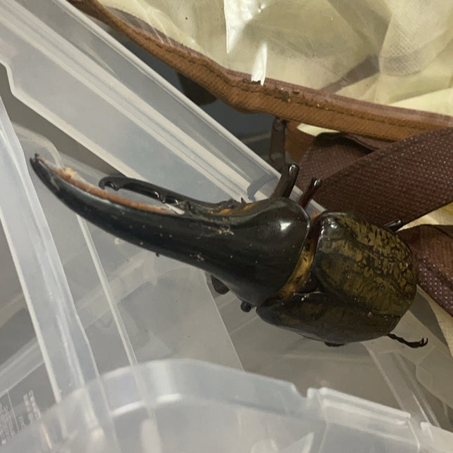 ヘラクレスオオカブト